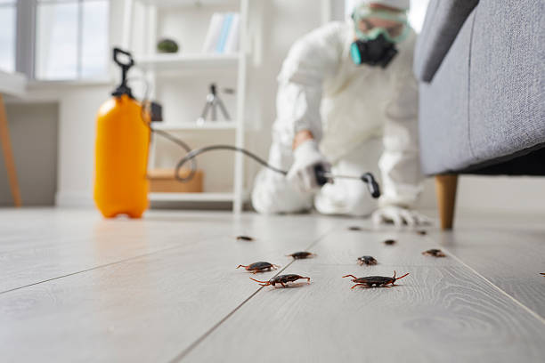 Commercial Kitchen Cockroach Control in Stafford Courthouse